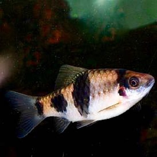Barbus fasciatus - African Banded Barb L